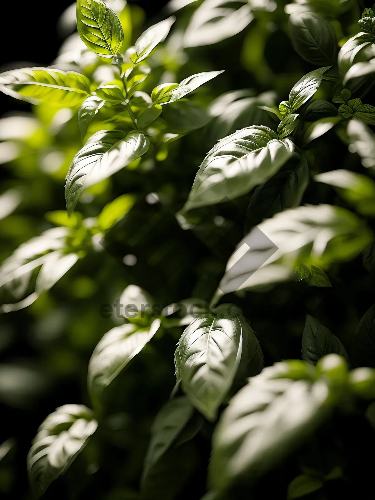 Picture of Fresh basil leaf on woody branch in spring garden