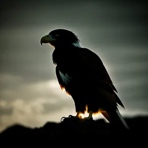 Magnificent Eagle with Piercing Gaze and Majestic Wings