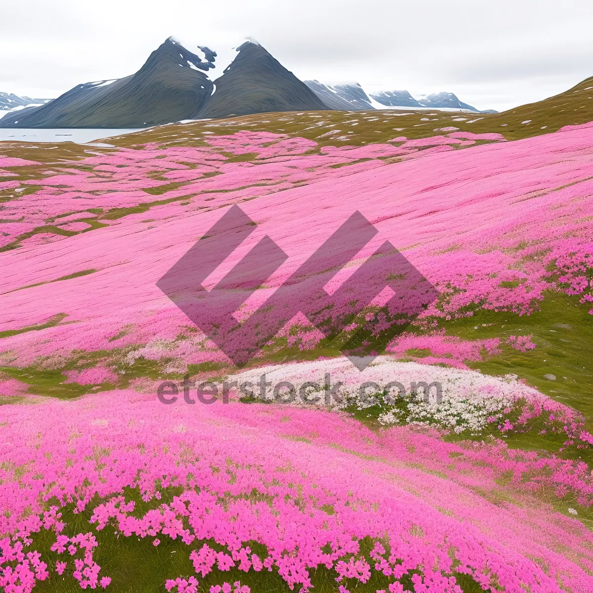 Picture of Vibrant Moss Pink Blooming in Colorful Field