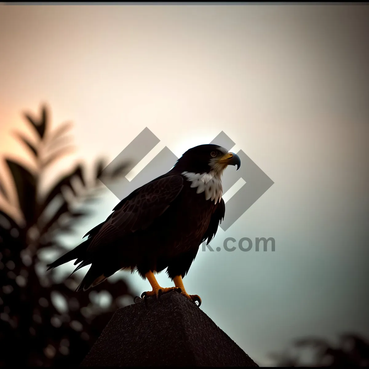 Picture of Wild Hawk in Flight - Majestic Bird with Sharp Talons