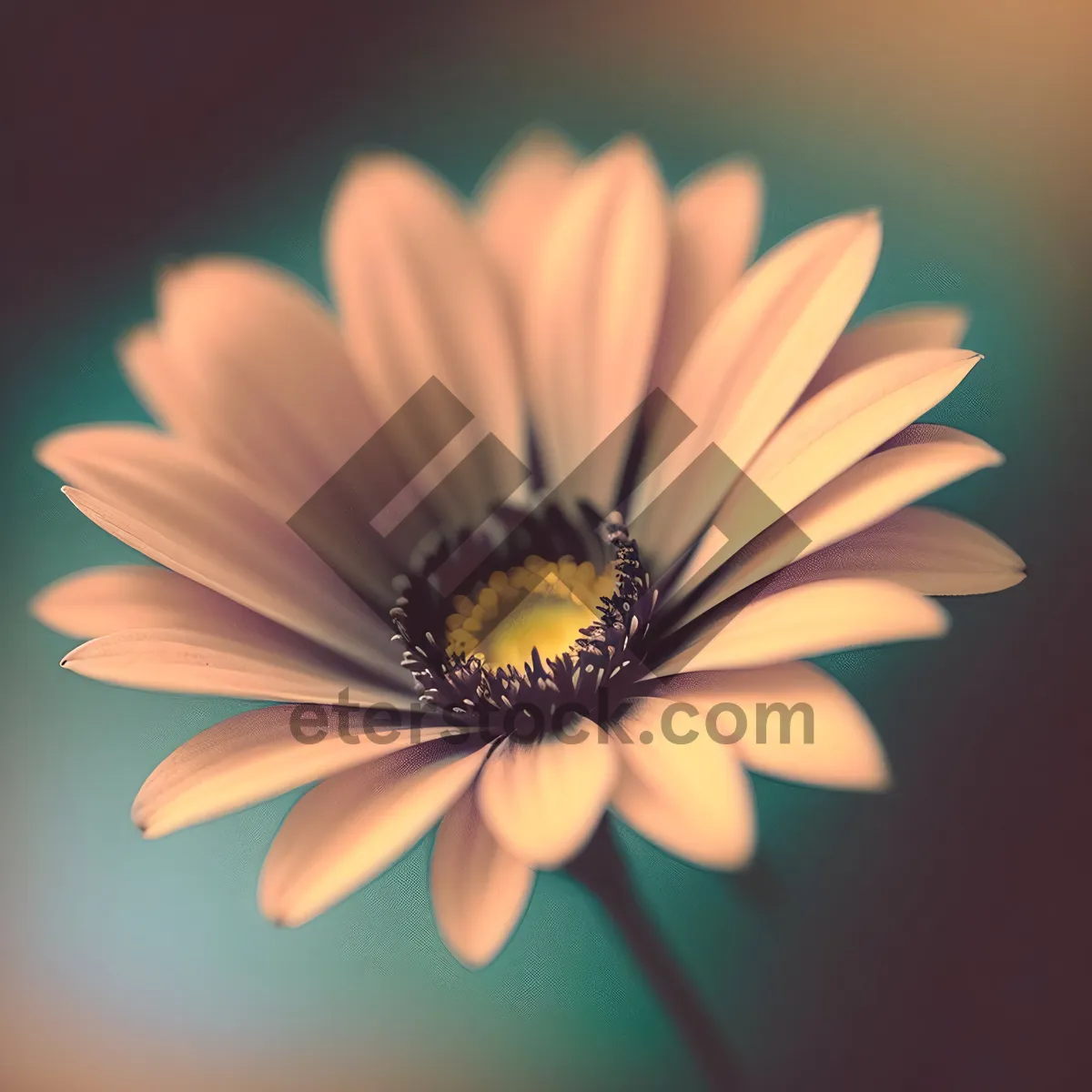 Picture of Yellow Daisy Blossom in Blooming Meadow
