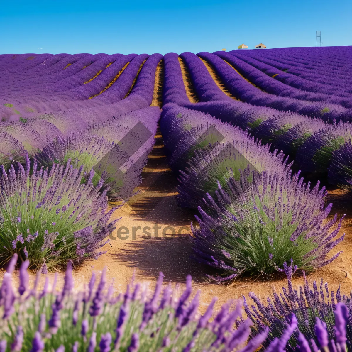 Picture of Purple Lavender Field in Colorful Bloom