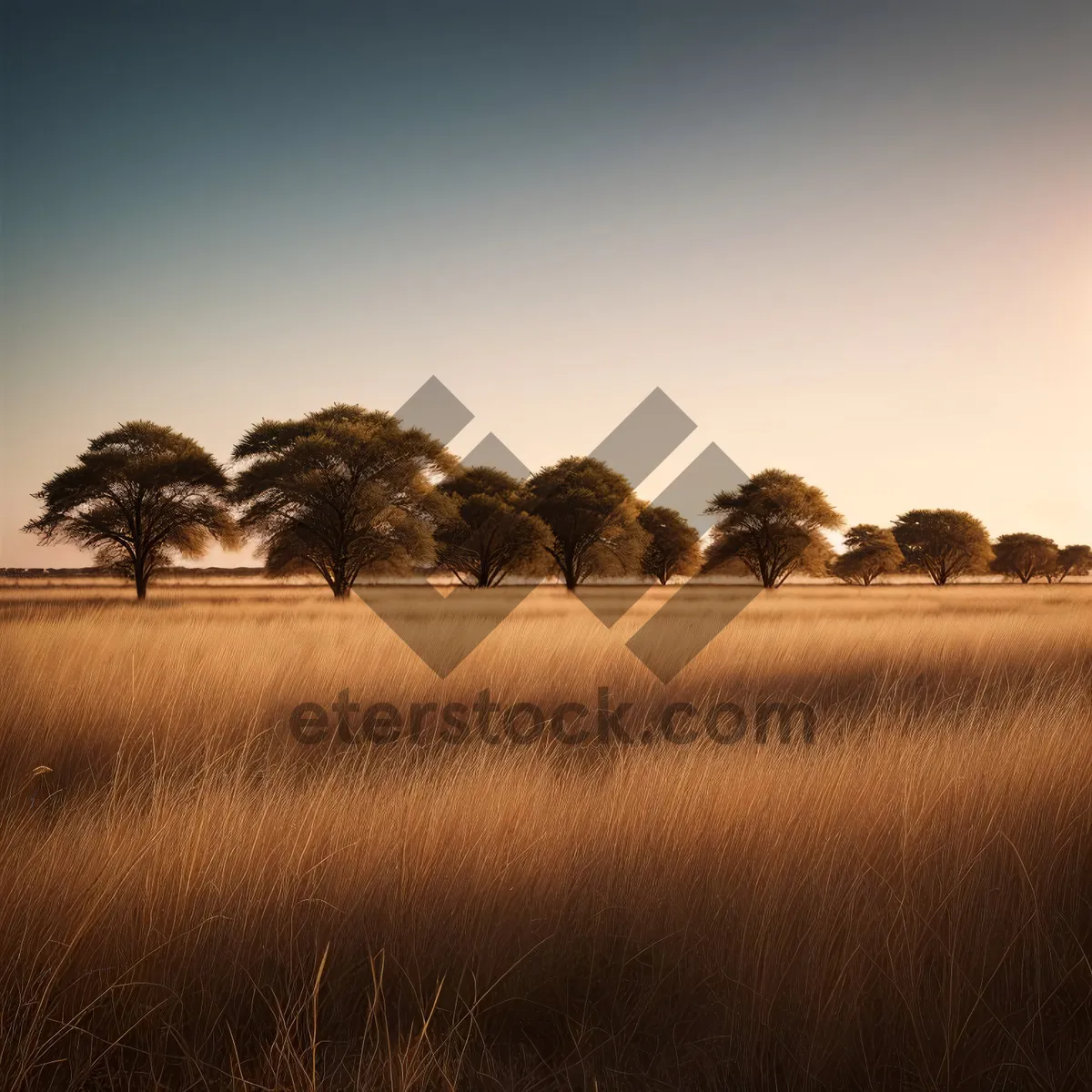 Picture of Golden Wheat Field Under Sunlit Dramatic Sky