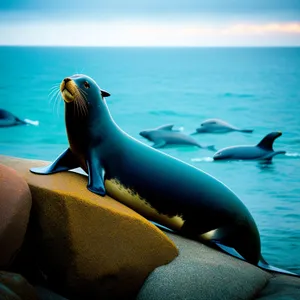 Playful Sea Lion Enjoying Ocean Waters