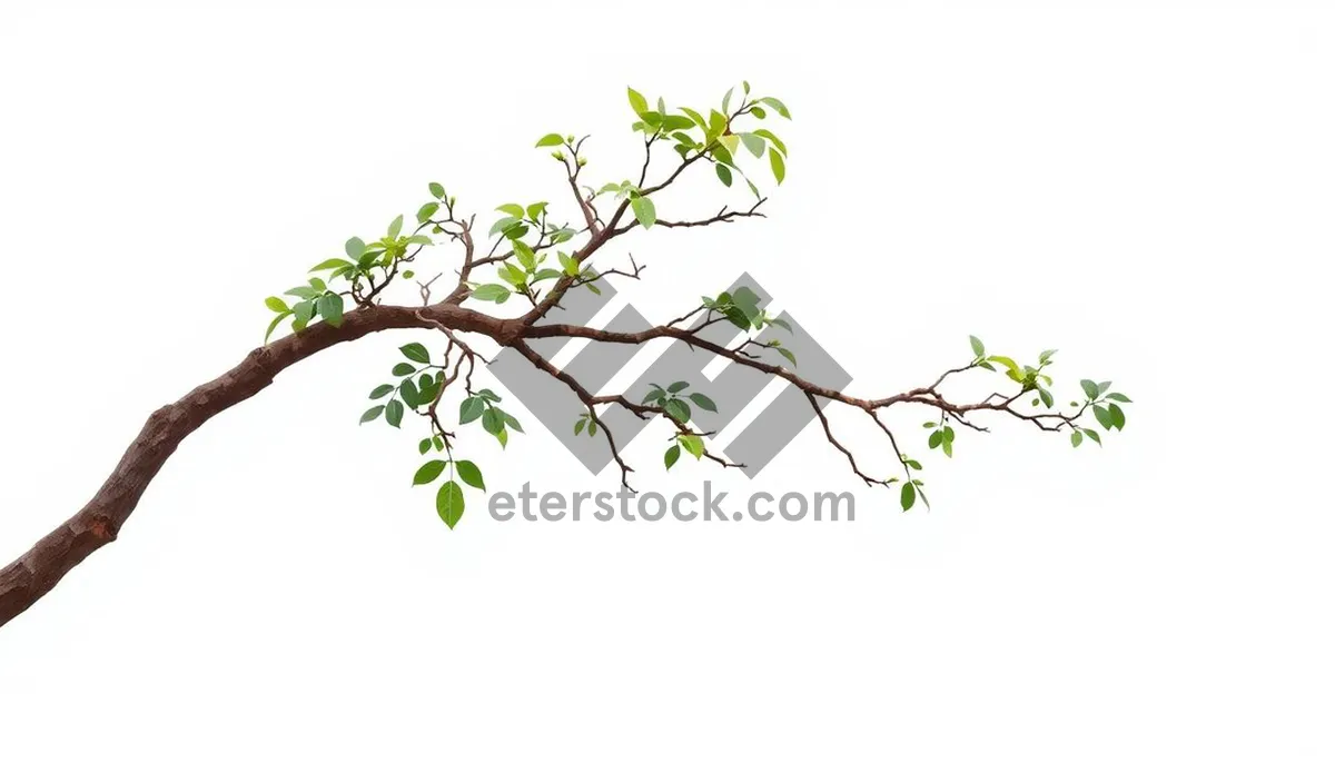 Picture of Silhouette of summer tree branches with blooming foliage