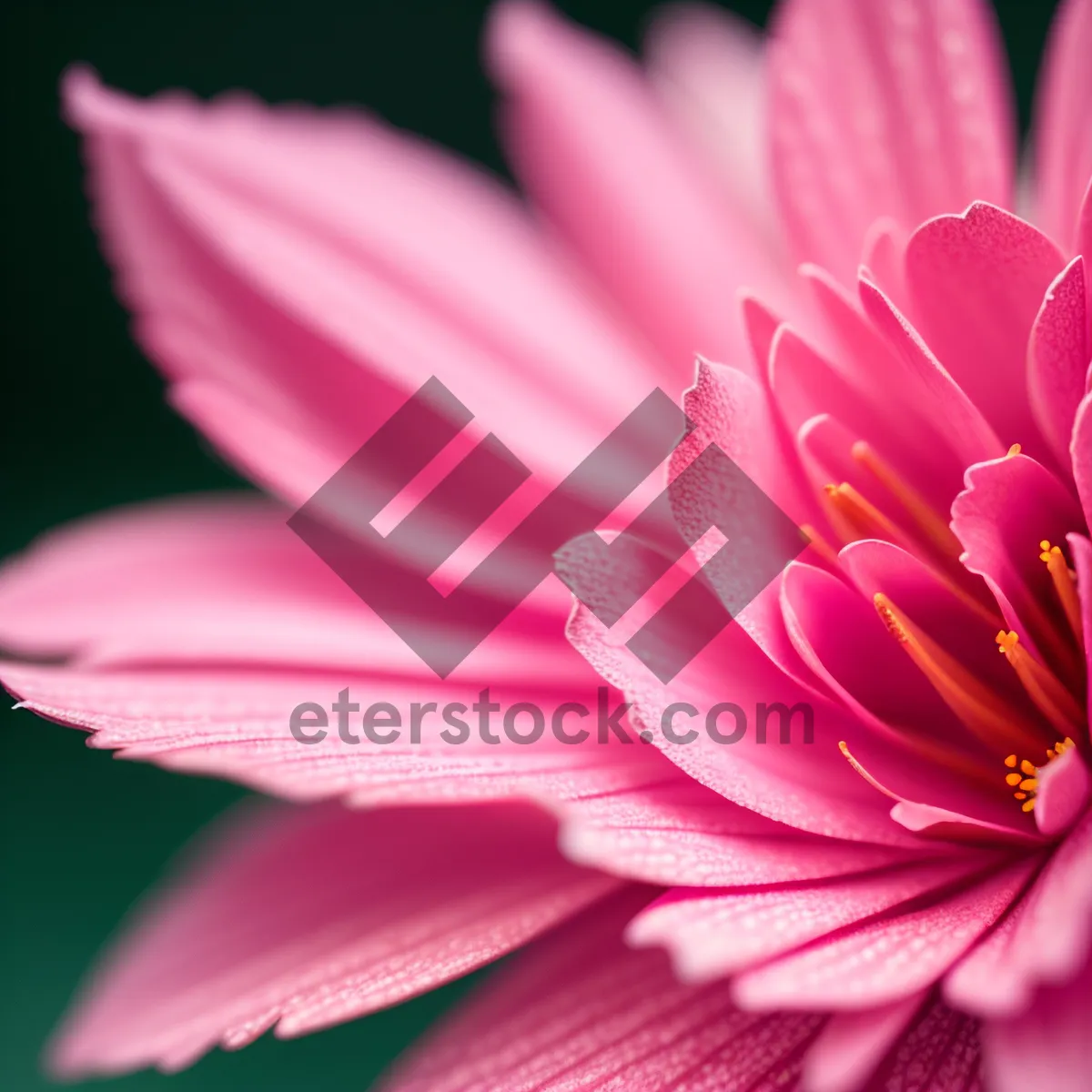 Picture of Pink Daisy Blossom - Beautiful Floral Garden Delight
