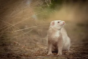 Furry black-footed ferret gazing cutely in wildlife habitat.