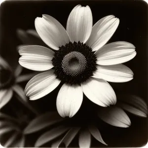 Yellow Daisy Blossom in Summer Garden