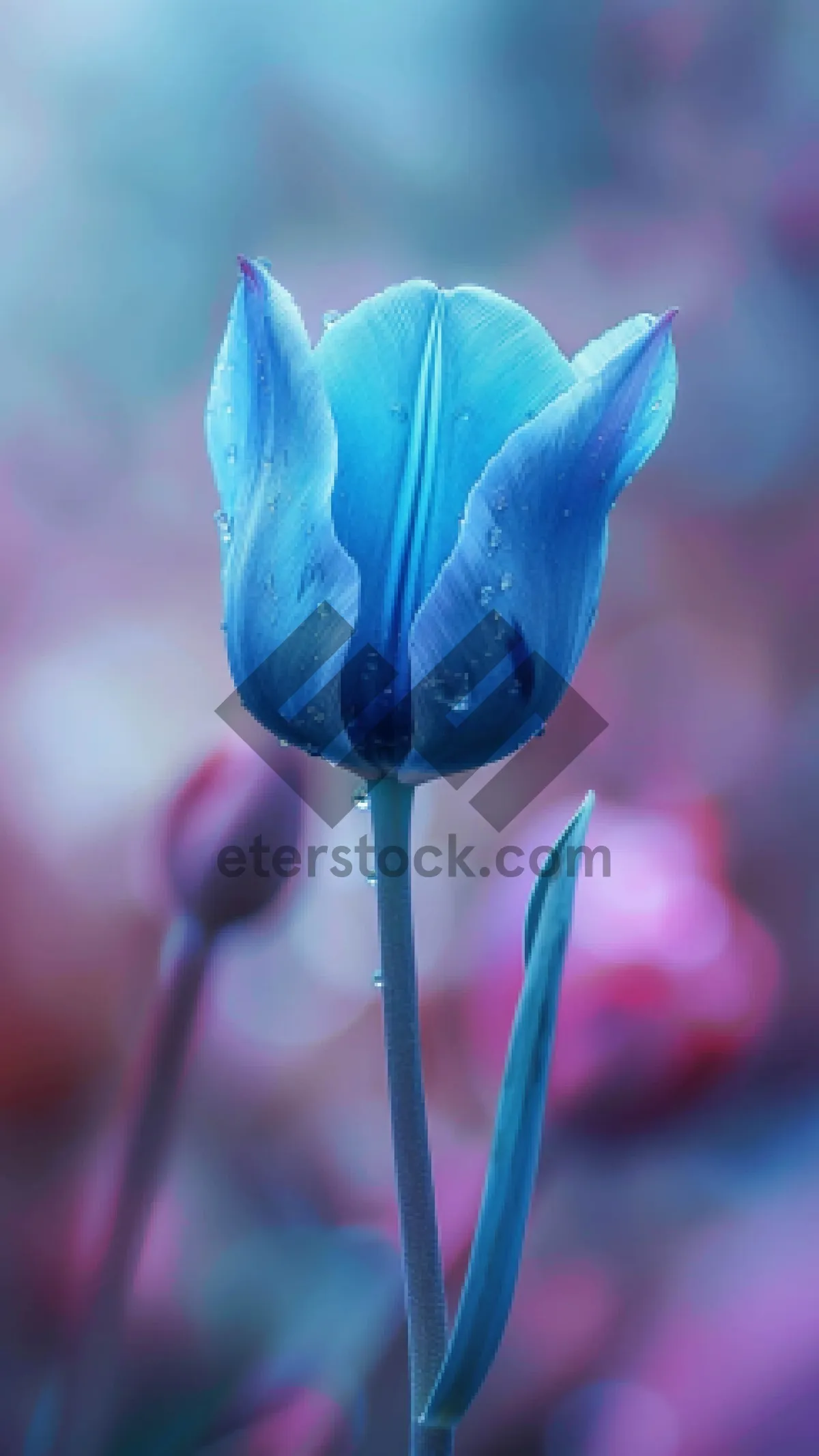 Picture of Tulip bloom in glass goblet with drink