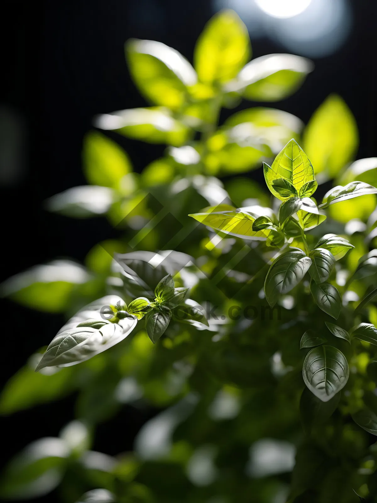 Picture of Fresh Tea Tree with Vibrant Leaves