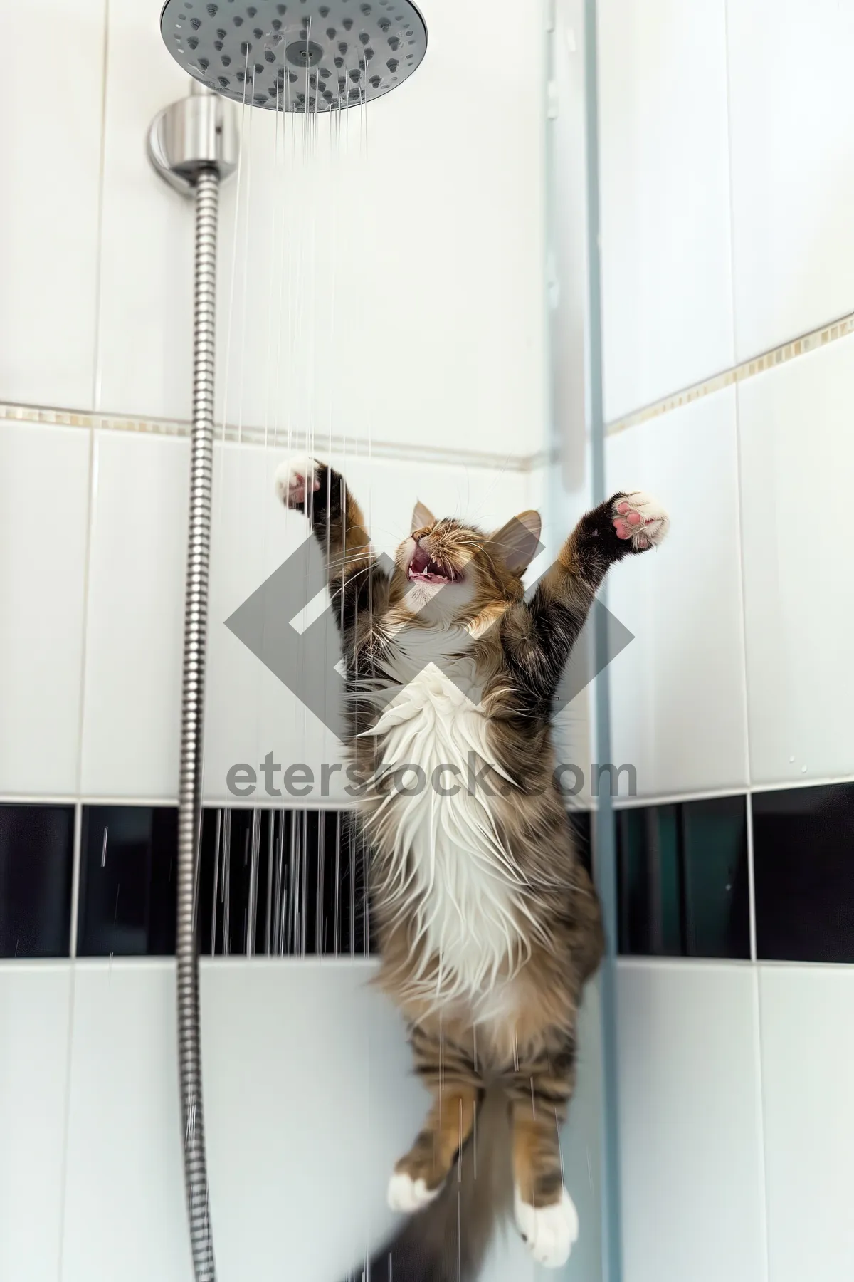 Picture of Adorable kitten resting on windowsill sill.