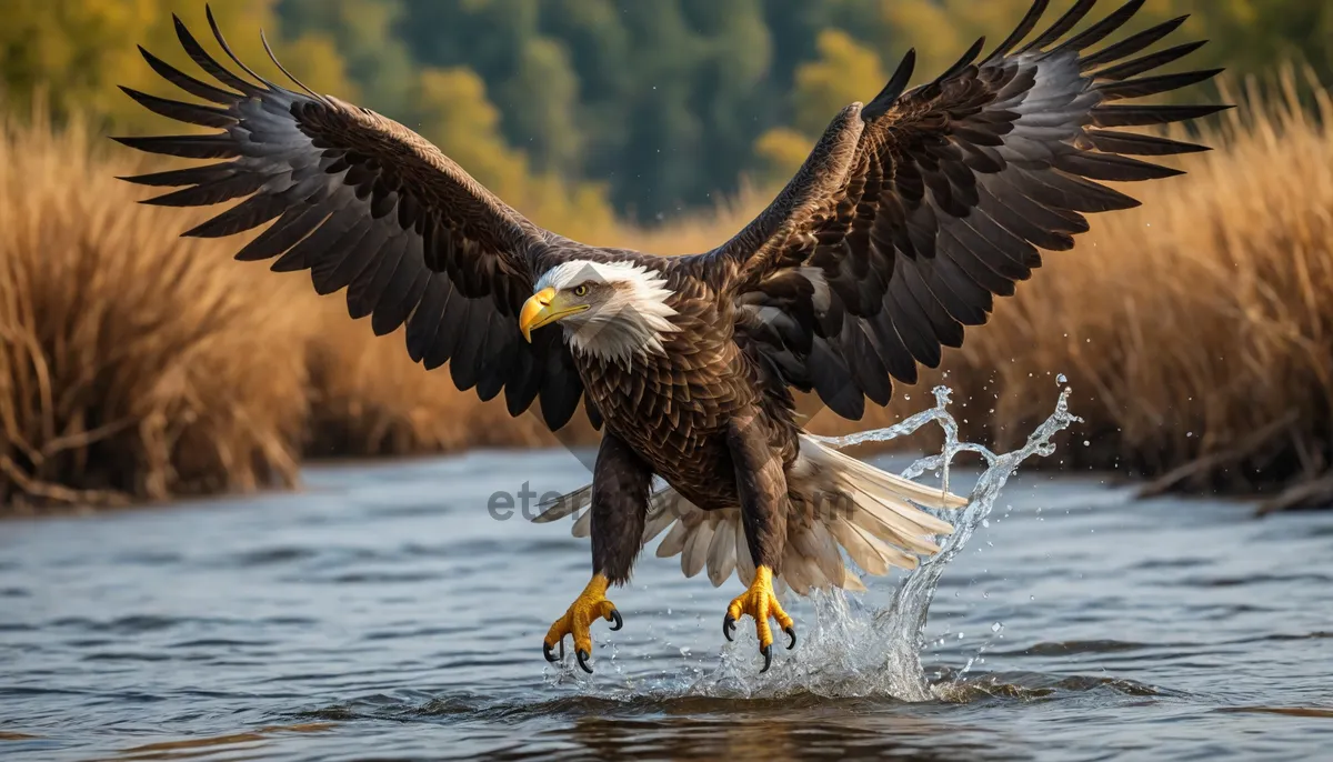 Picture of Predator bird soaring with wings spread wide.