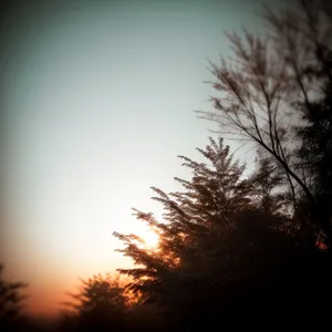 Vibrant Sunset Skyline with Tree Silhouette