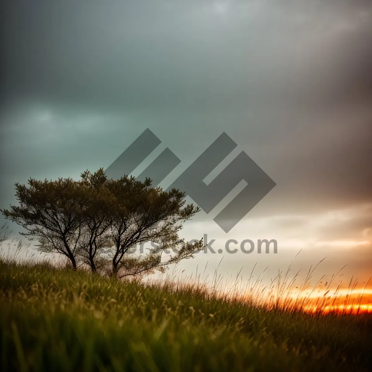Picture of Rural Sunset over Vast Open Fields