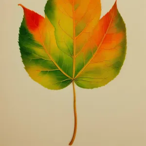 Vibrant Autumn Maple Leaf with Yellow and Orange Foliage