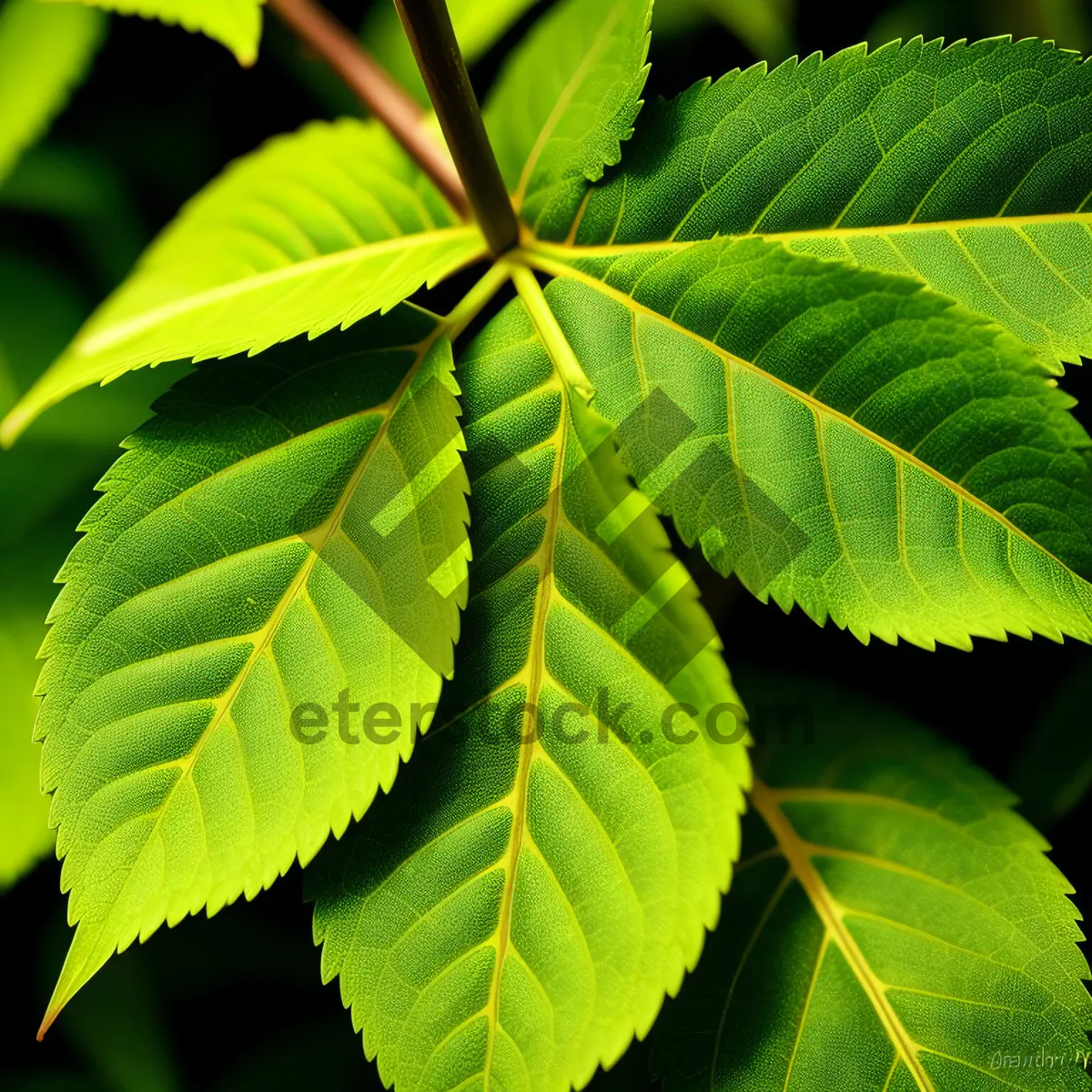 Picture of Lush Hickory Tree Leaves in Sunlit Forest