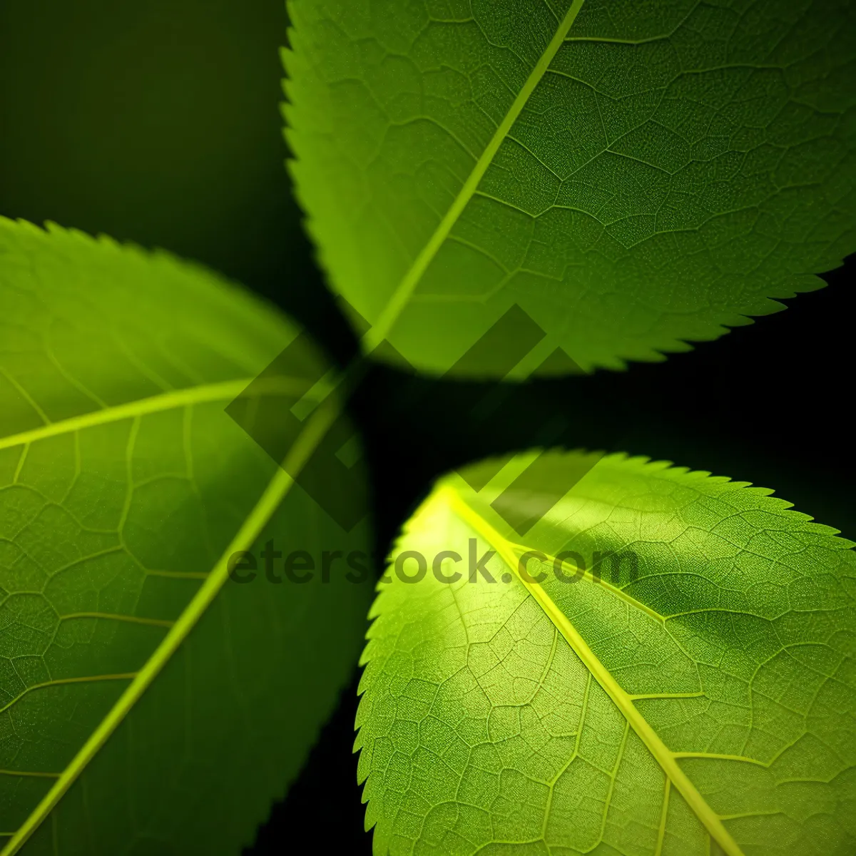 Picture of Vibrant Spring Foliage in Nature's Garden