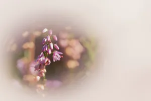 Lilac Bloom in Spring Garden