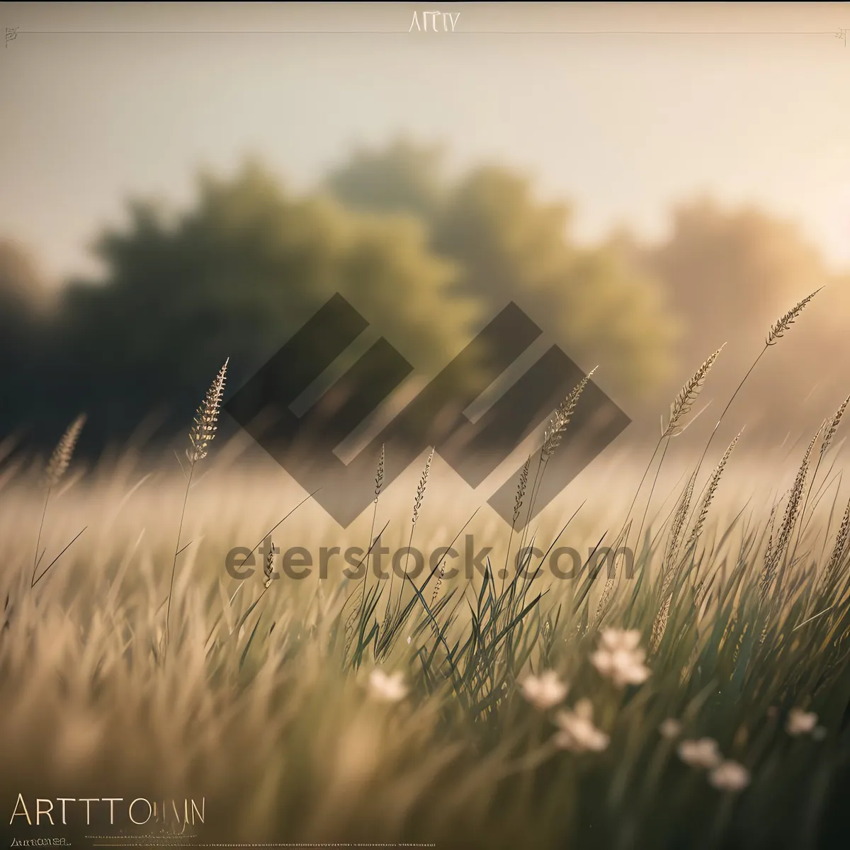 Picture of Golden Harvest Field Under Blue Summer Sky