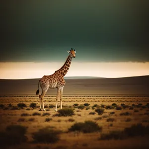 Graceful Giraffe Roaming the Safari Park