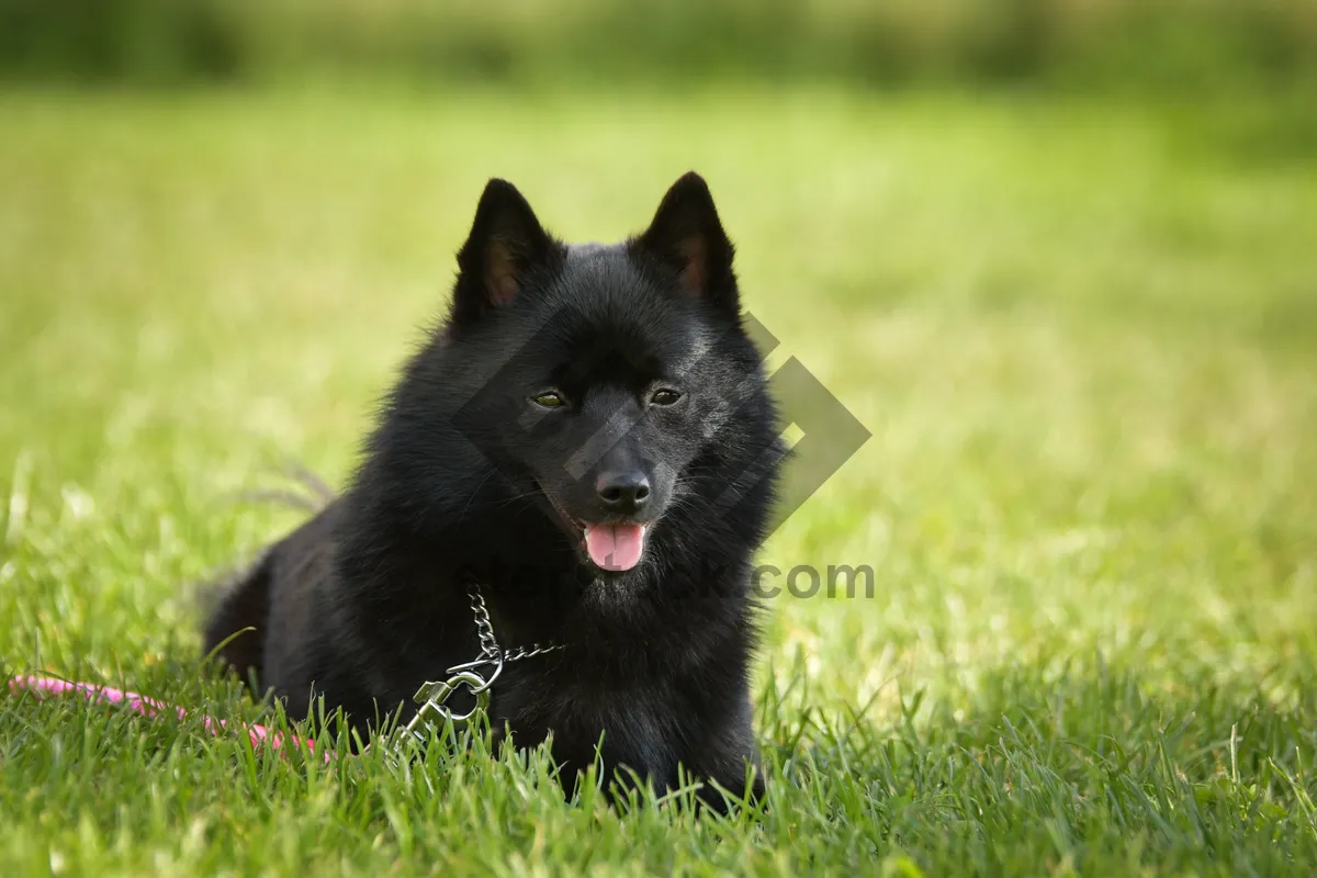 Picture of Fluffy black cat with cute eyes