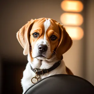 Adorable Beagle Puppy - Purebred Canine Portrait