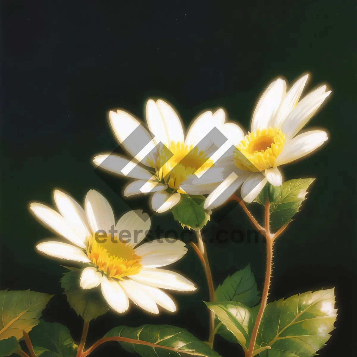 Picture of Yellow Daisy Closeup in Meadow Blooming in Summer