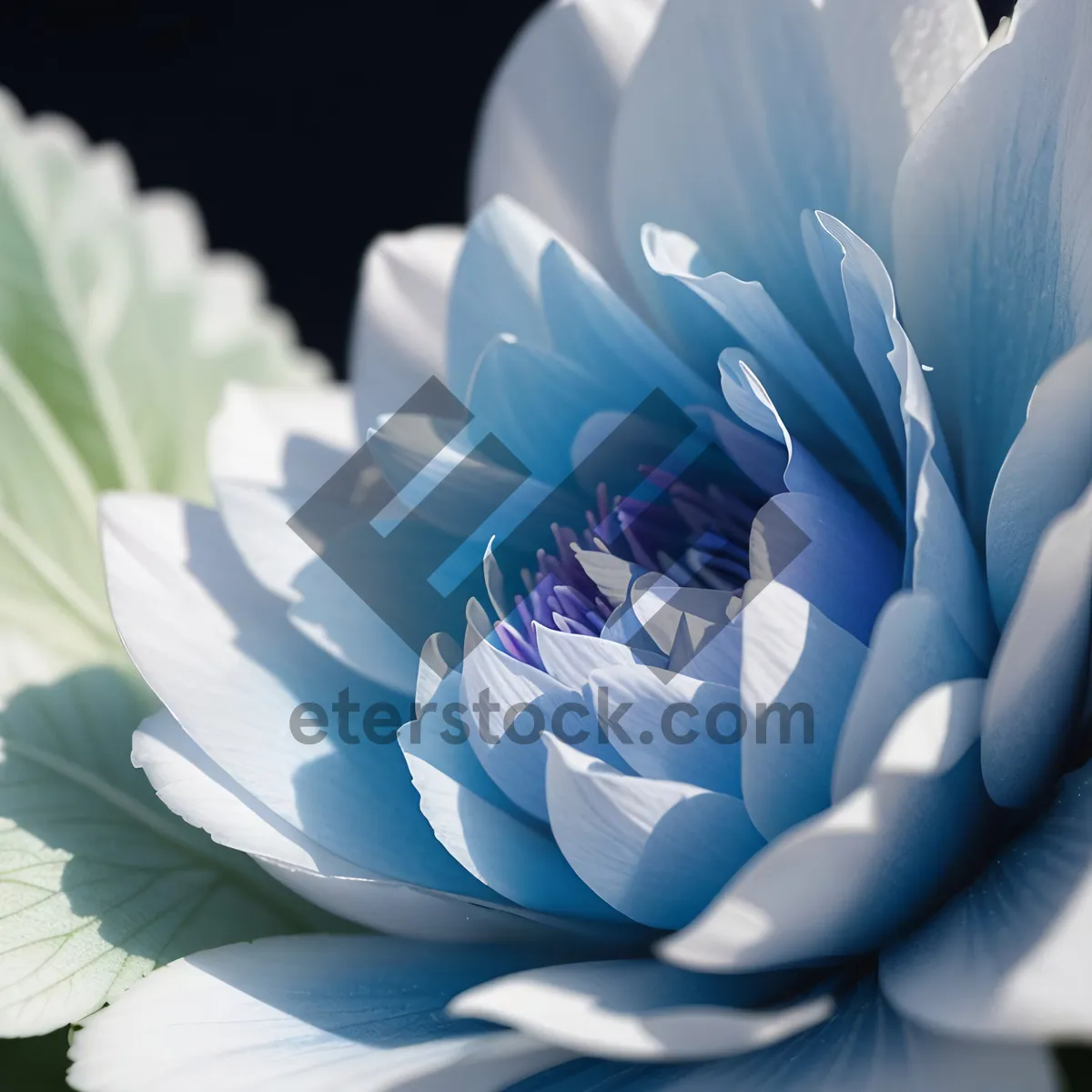 Picture of Pink lotus flower close-up in summer garden.