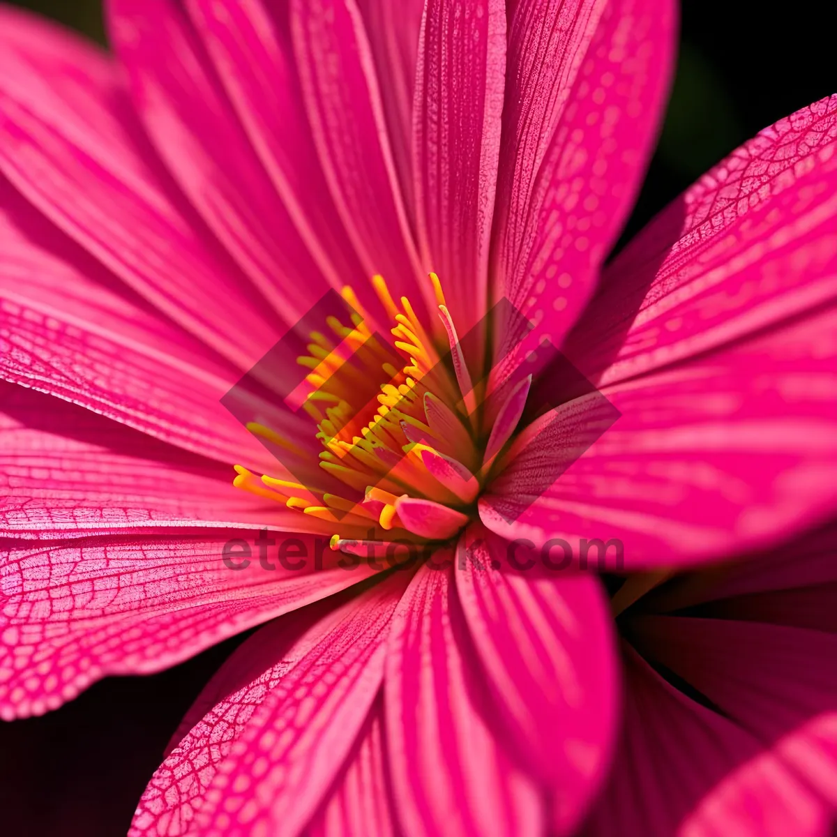 Picture of Bright Pink Floral Fractal Art Wallpaper