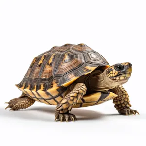 Desert terrapin with protective shell in wildlife sanctuary