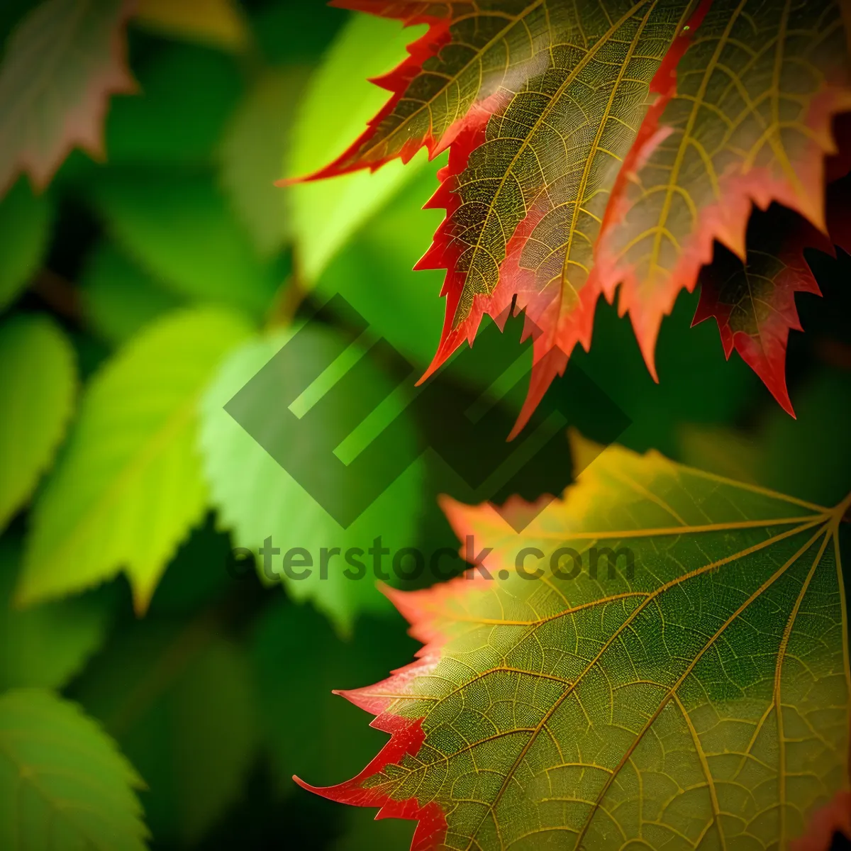 Picture of Vibrant Maple Leaves in Autumn Forest