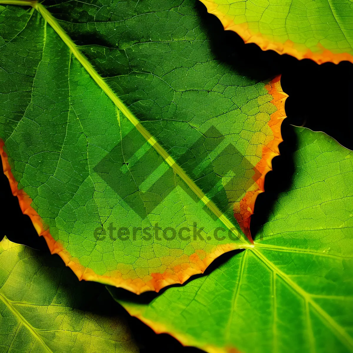 Picture of Vibrant Autumn Maple Leaf Closeup