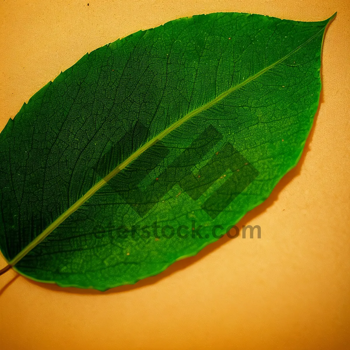 Picture of Fresh Lacewing on Leaf: Natural Insect Closeup