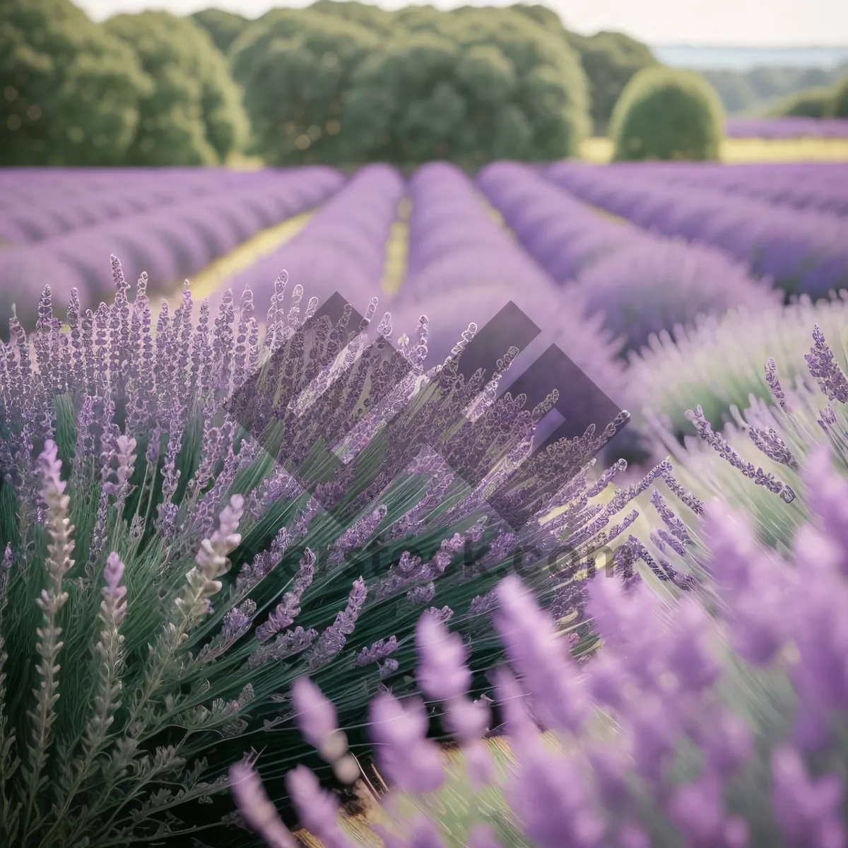 Picture of Lavender Flower Field in Full Bloom