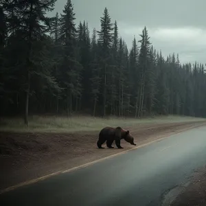 Winter Wildlife in a Rural Forest