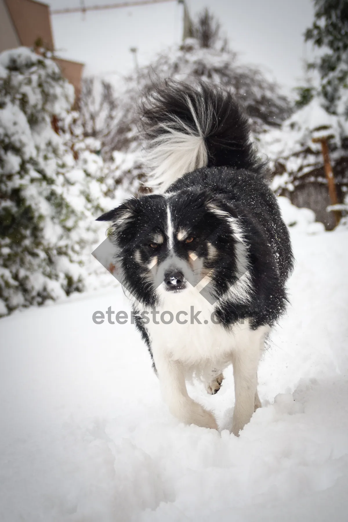 Picture of Adorable Border Collie Puppy in Studio Portrait Shot