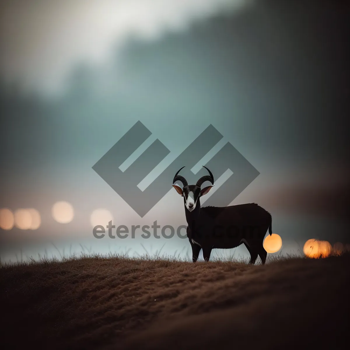 Picture of Wild Caribou Bull with Majestic Antlers Grazing in Grassland