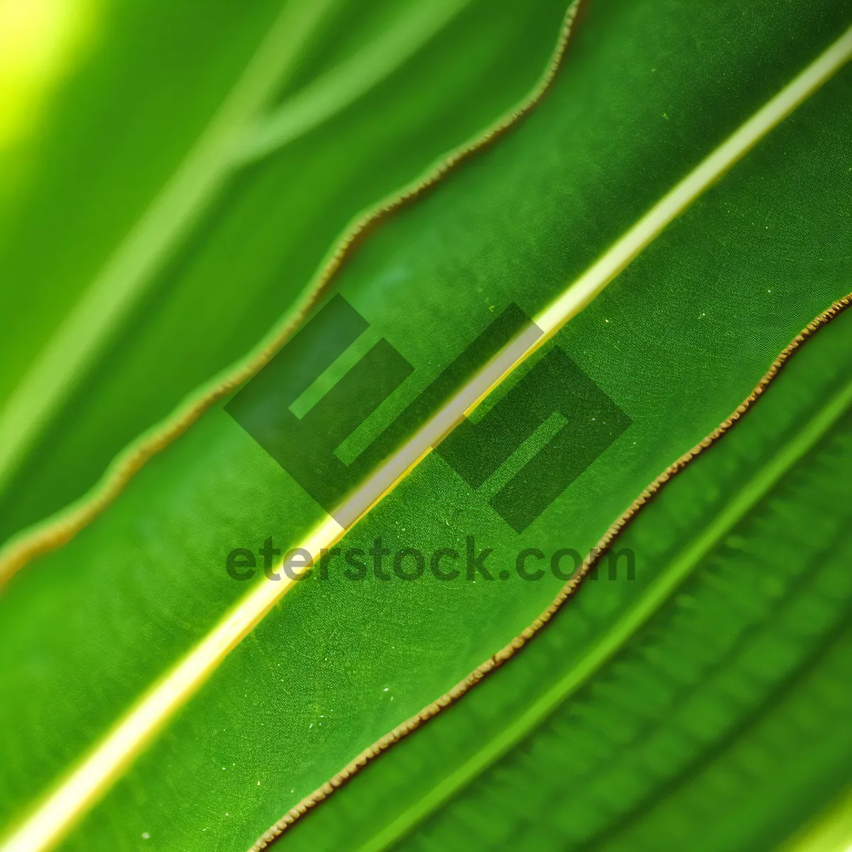 Picture of Green Onion Fractal: Vibrant Leafy Texture for Futuristic Wallpaper