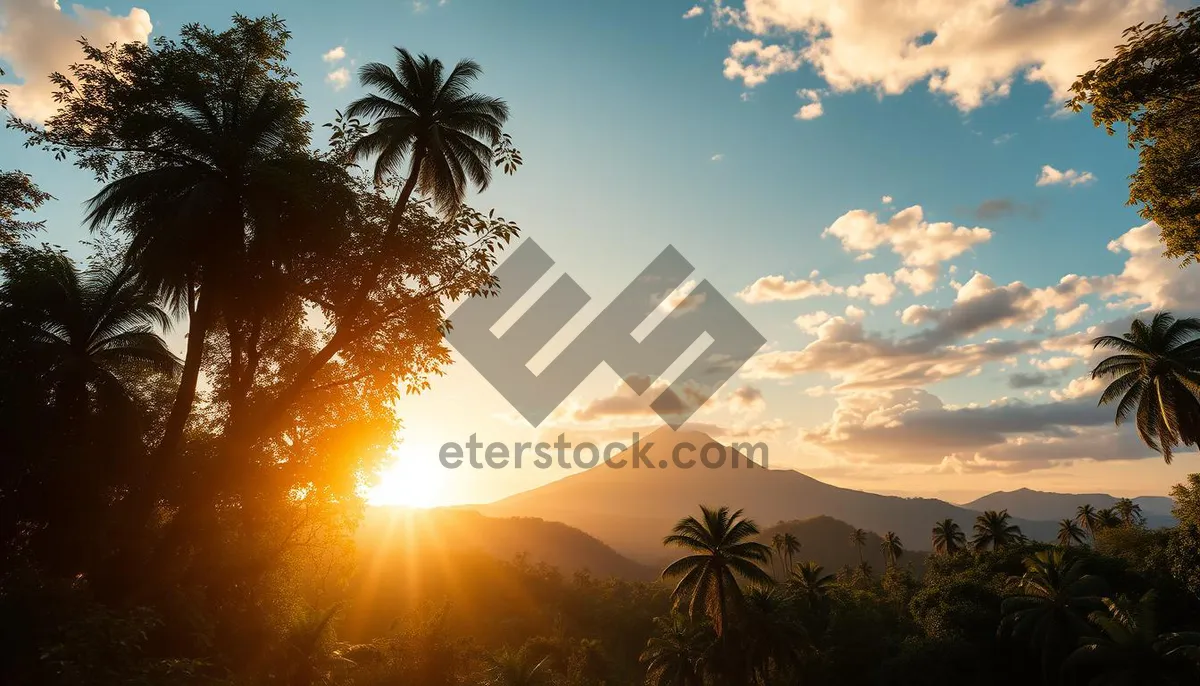 Picture of Tropical sunset silhouette by the beach.