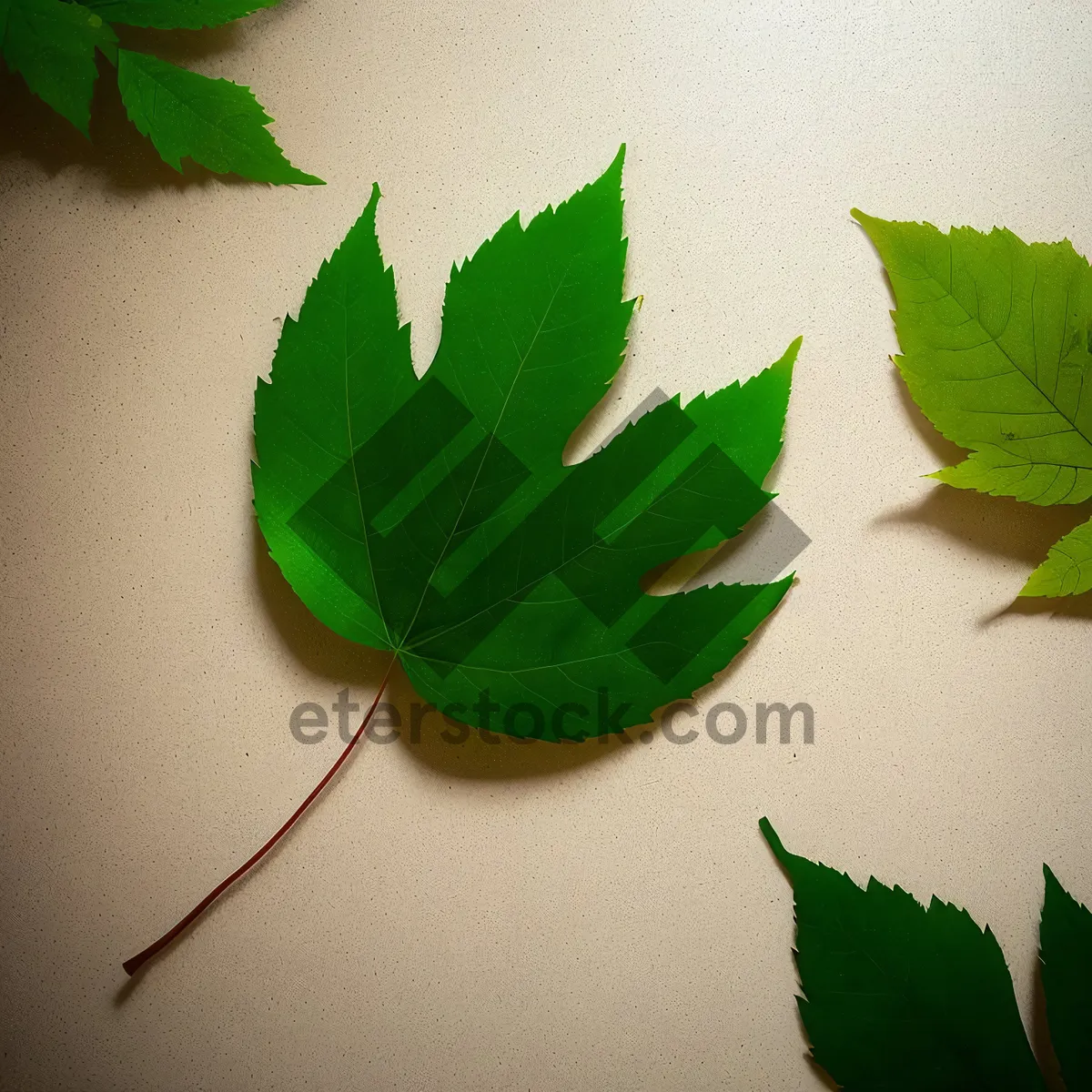 Picture of Vibrant Organic Parsley Leaf in Fresh Forest