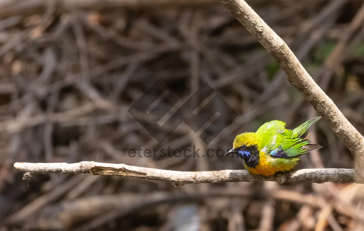 Picture of Colorful Parrot Perched on Tree Branch in Zoo