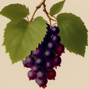 Juicy Grape Bunch on Vine in Vineyard