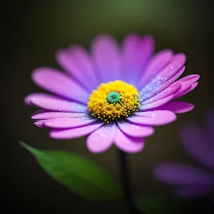 Colorful pink and purple daisy blossoms closeup.