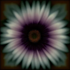 Vibrant Daisy Petals in Full Bloom