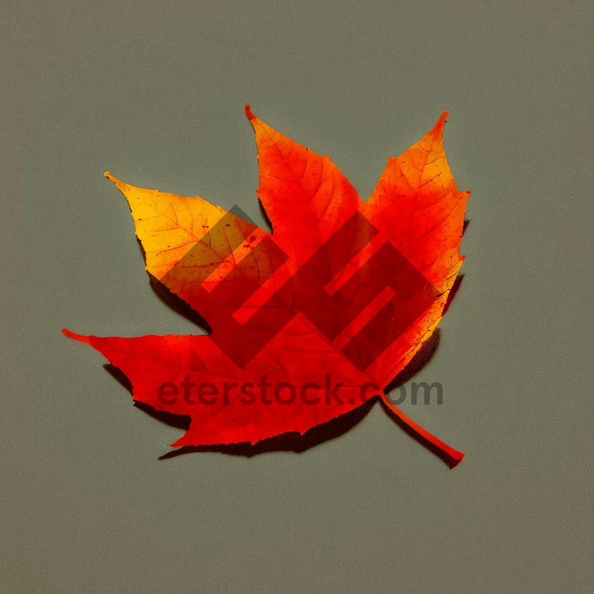 Picture of Vibrant Autumn Maple Leaf with Textured Foliage