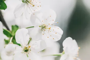 Pink Cherry Blossoms in Japan Garden