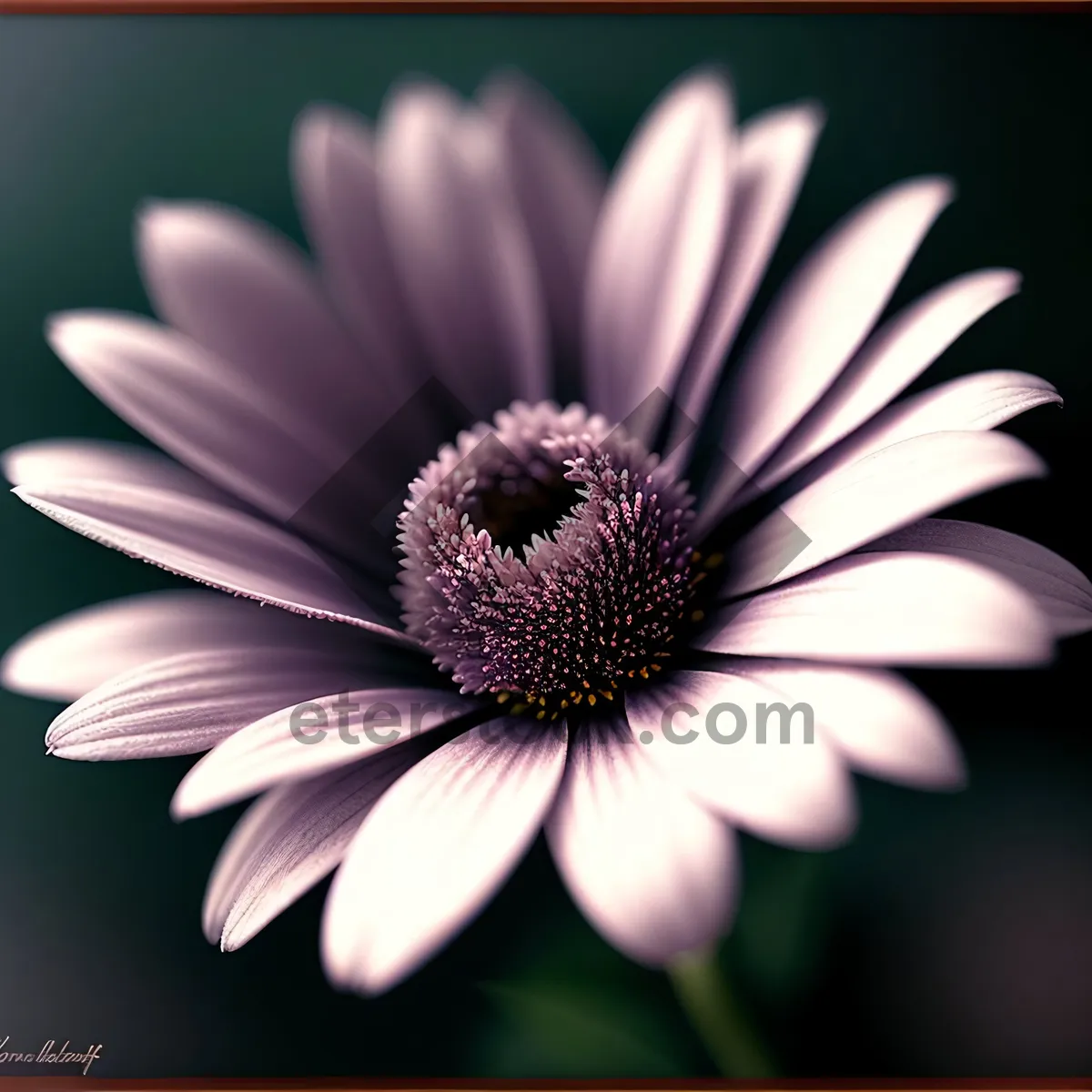 Picture of Vibrant Blooming Daisy Petals in Pink and Yellow