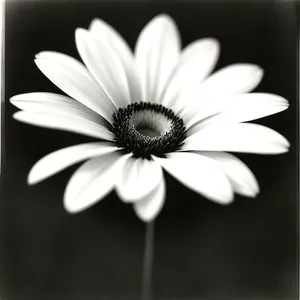 Bright Yellow Daisy Blossom in Meadow