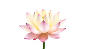 Colorful Pink Lotus Blossom in Spring
