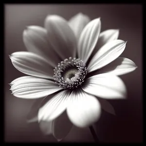Daisy Blossom - Radiant White Petals in Full Bloom